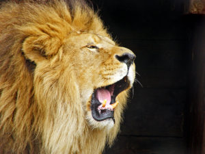 Roaring_Lion_Travis_Jervey